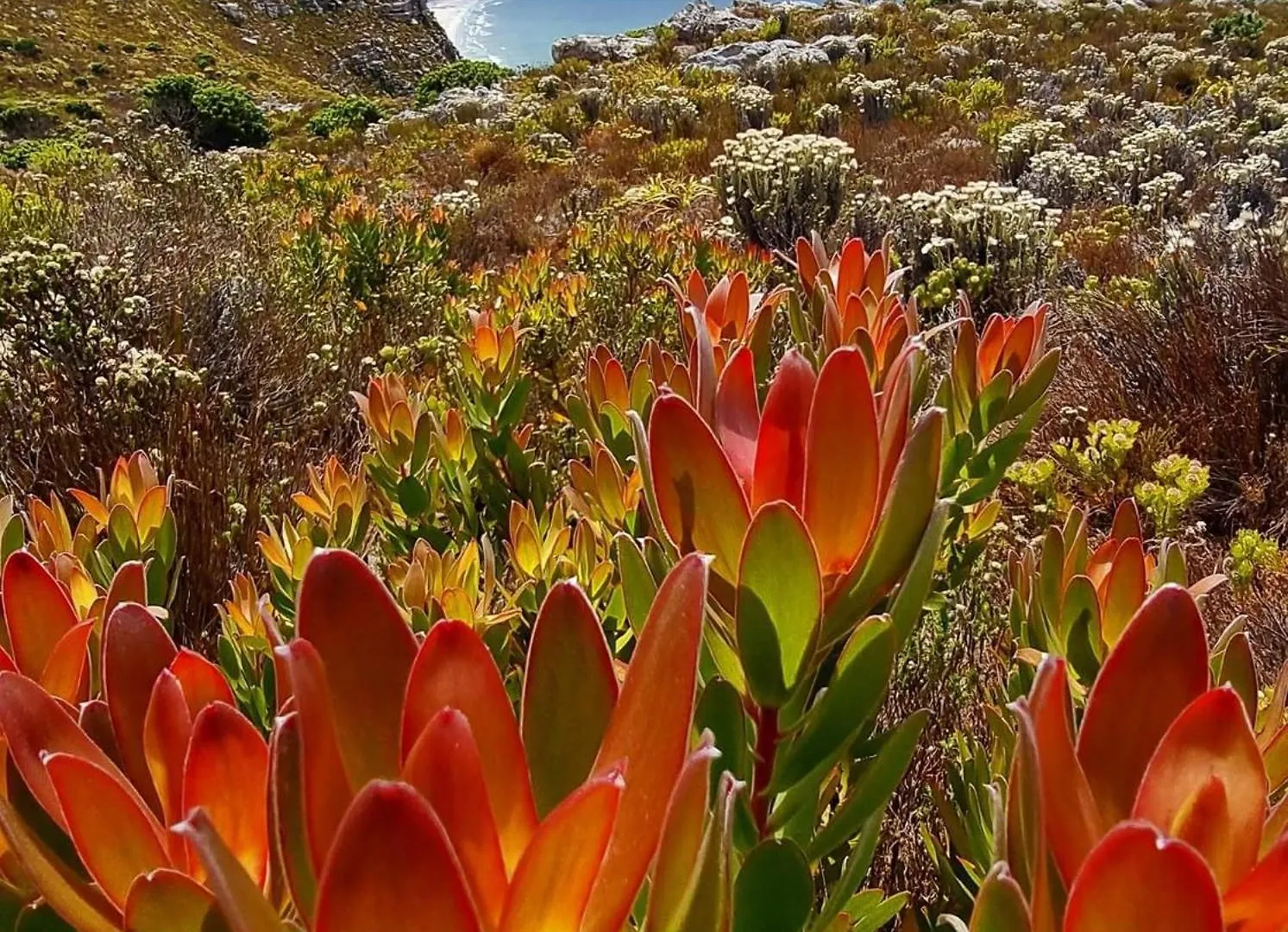Mettahouse Cape Town Villa